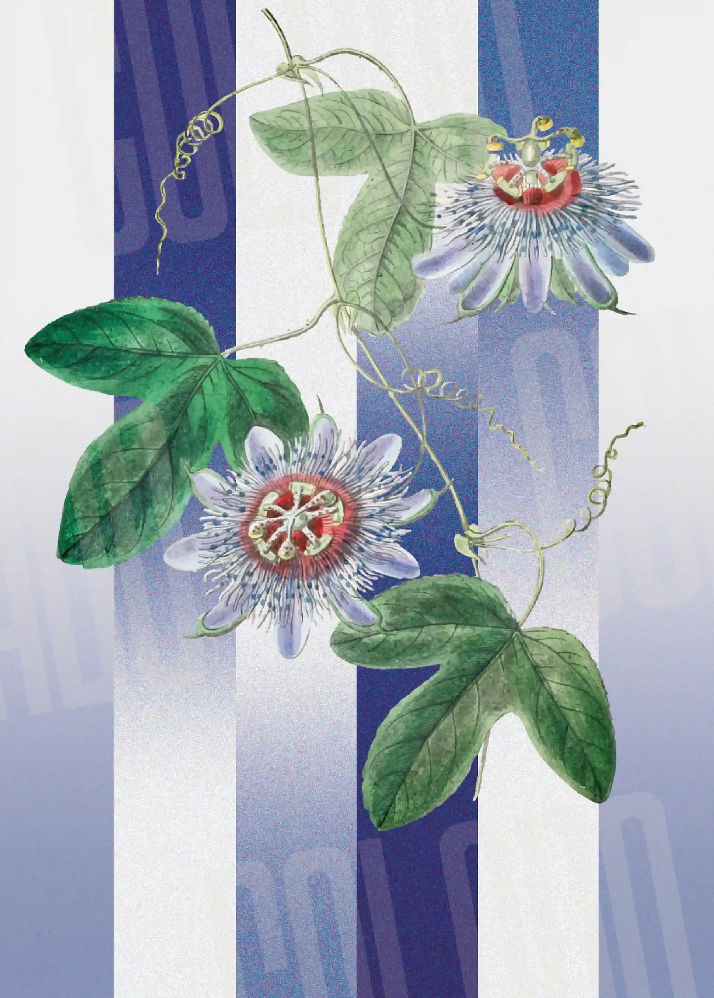 Kit Lambe-lambe Folhagens Hortência