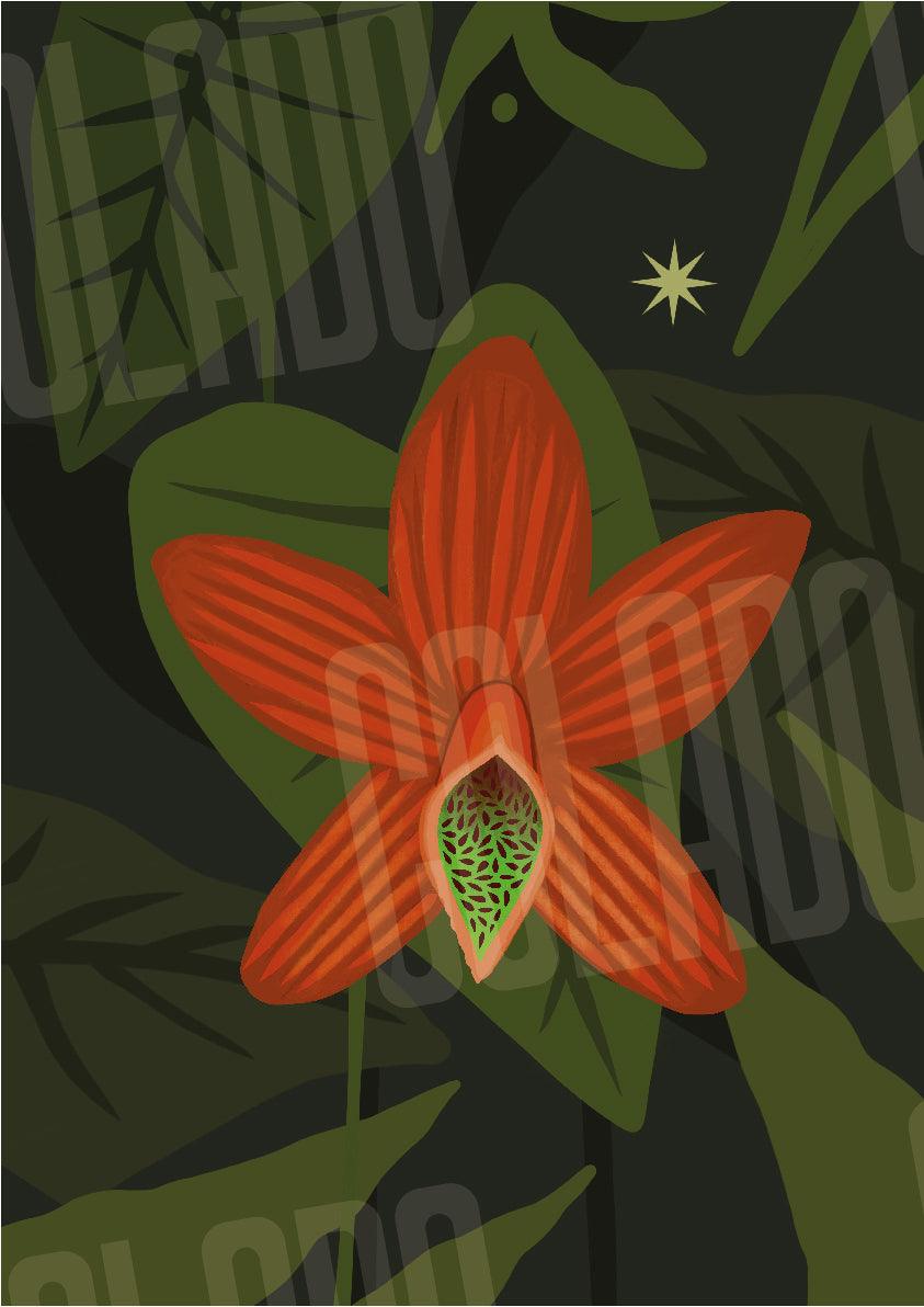 Kit Lambe-lambe Fauna Selva