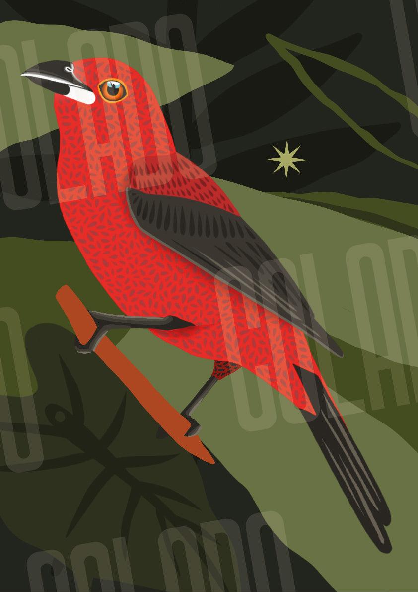 Kit Lambe-lambe Fauna Selva