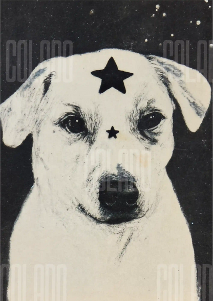 Kit Lambe-lambe Pets Doguinhos