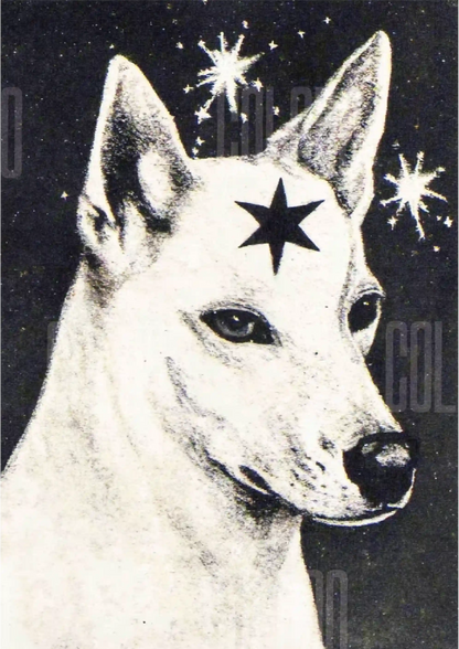 Kit Lambe-lambe Pets Doguinhos