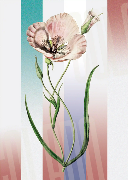 Kit Lambe-lambe Folhagens Cores