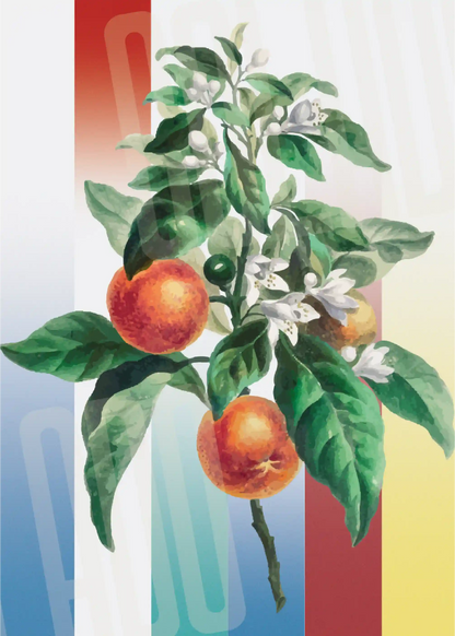 Kit Lambe-lambe Folhagens Cores