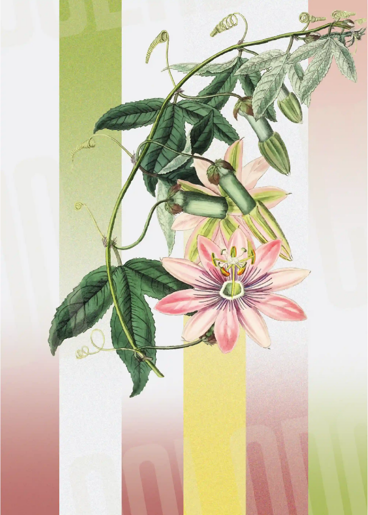 Kit Lambe-lambe Folhagens Cores