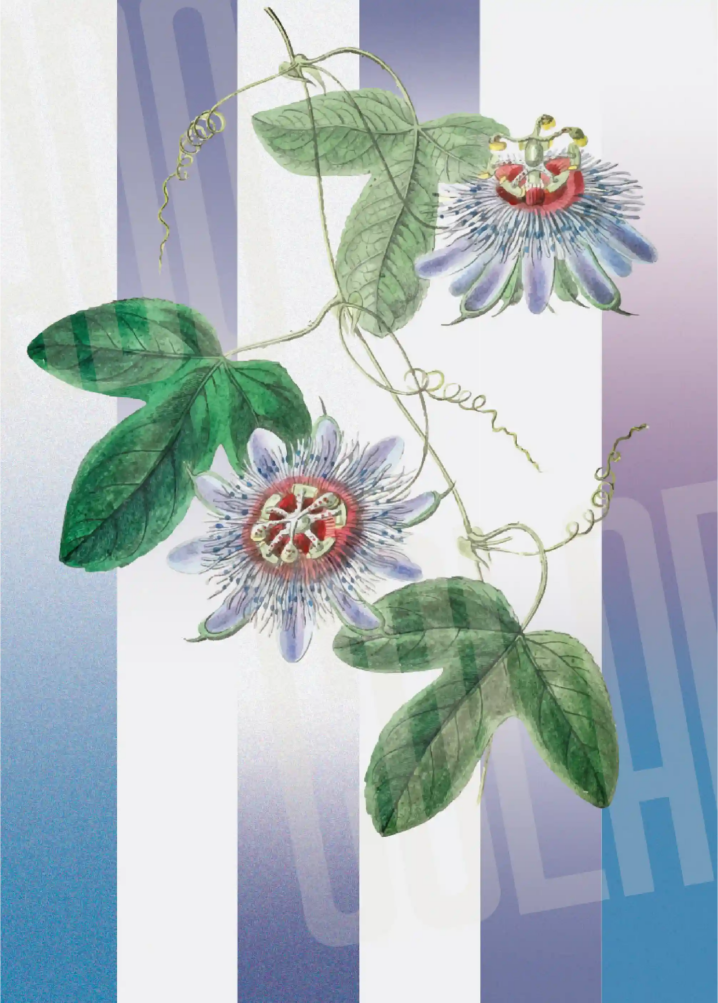 Kit Lambe-lambe Folhagens Cores