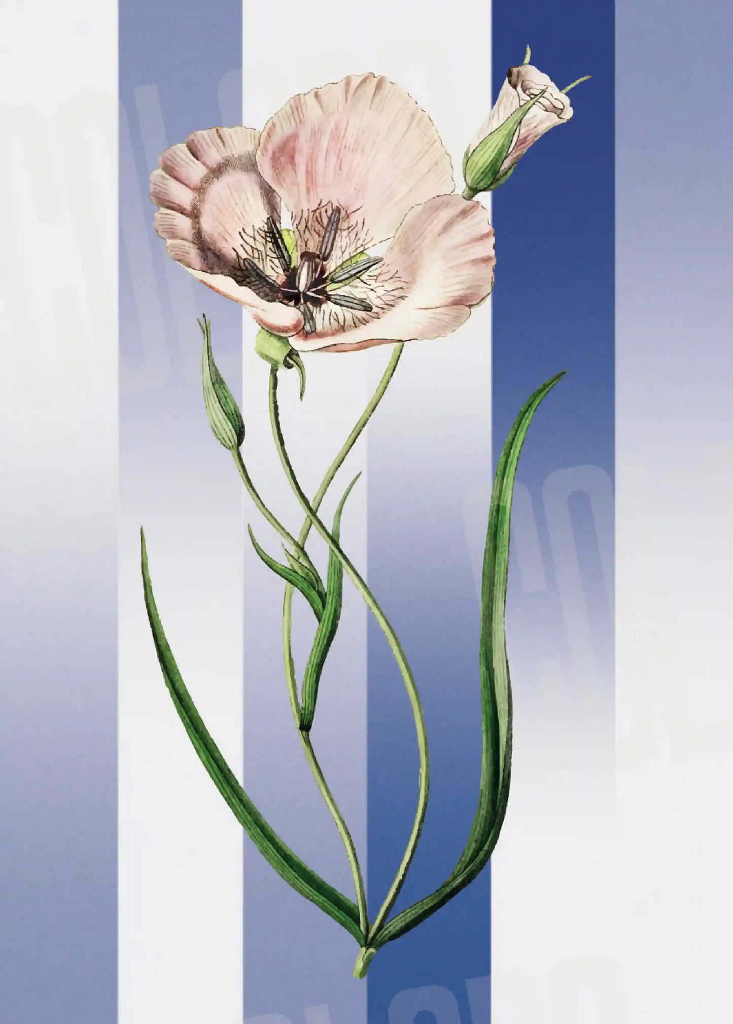 Kit Lambe-lambe Folhagens Hortência