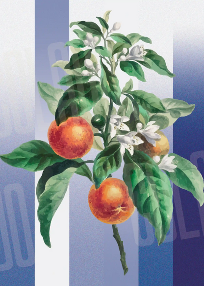 Kit Lambe-lambe Folhagens Hortência