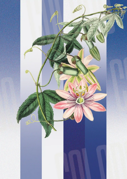 Kit Lambe-lambe Folhagens Hortência