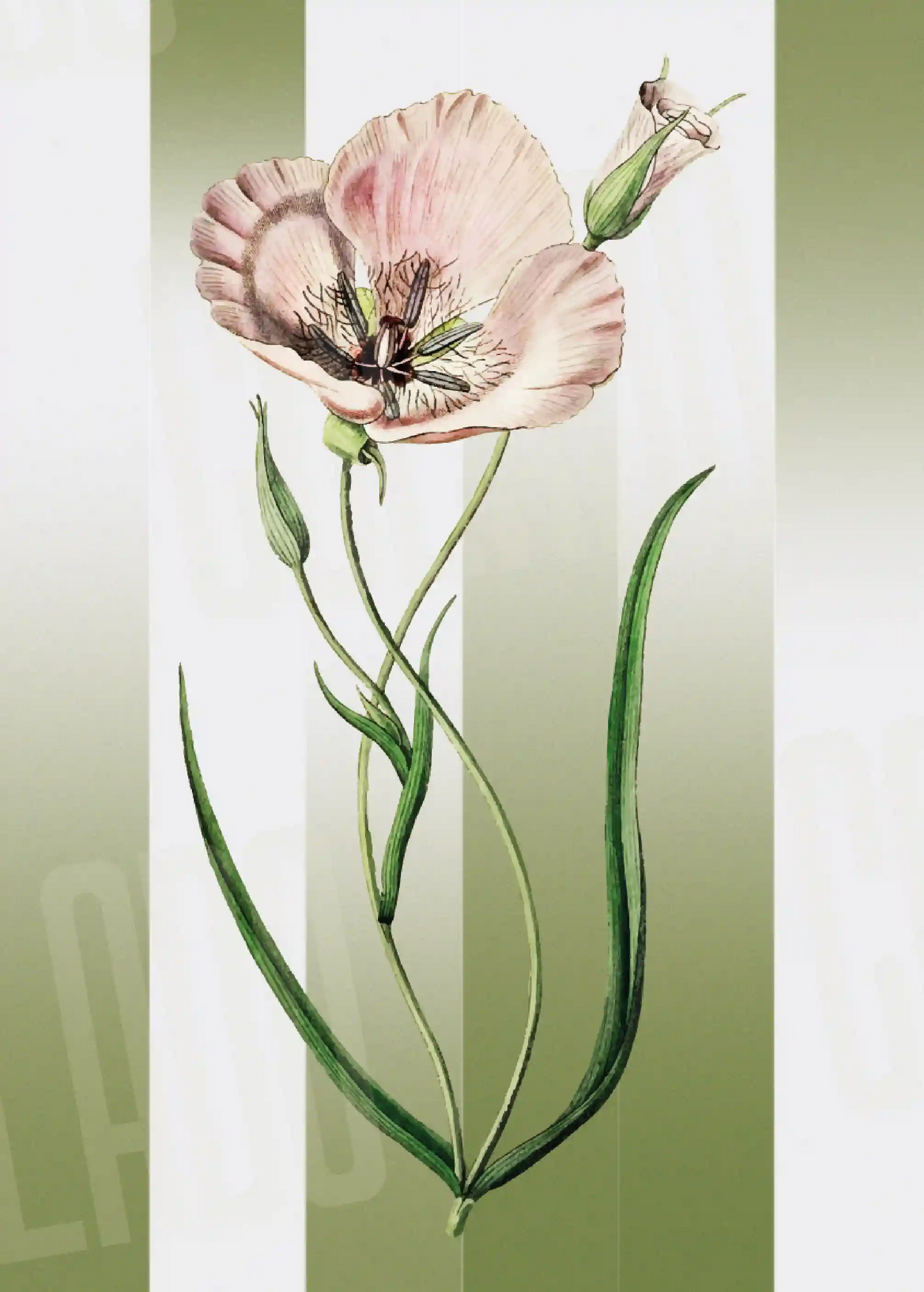 Kit Lambe-lambe Folhagens Verde