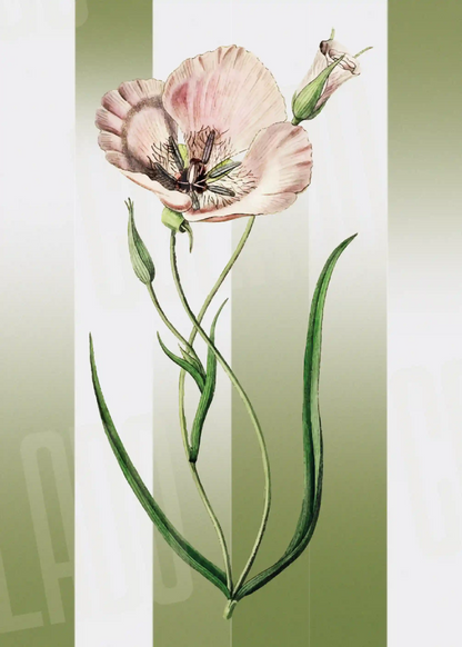 Kit Lambe-lambe Folhagens Verde