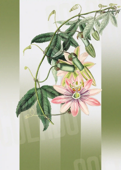 Kit Lambe-lambe Folhagens Verde