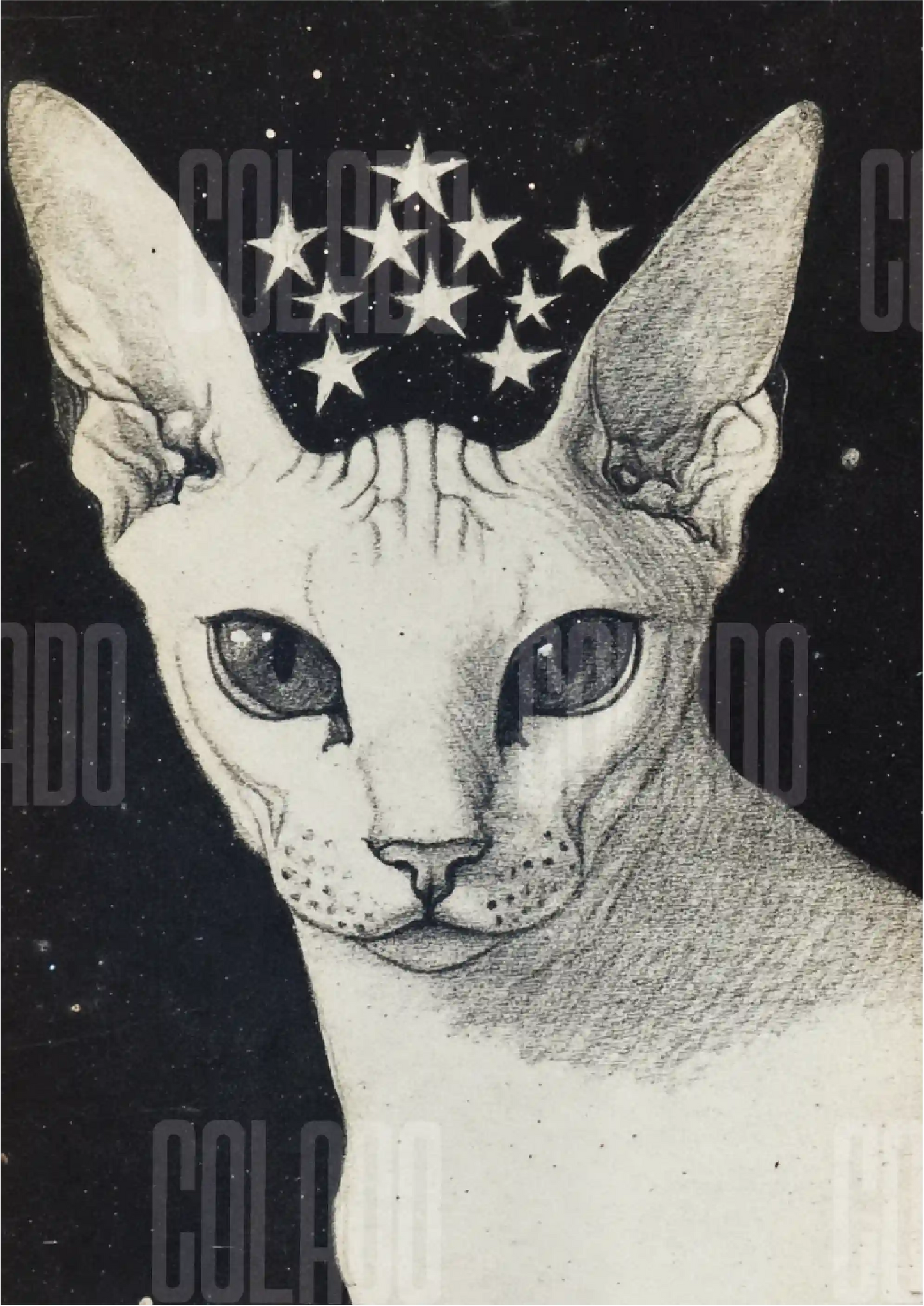 Kit Lambe-lambe Pets Gatitos