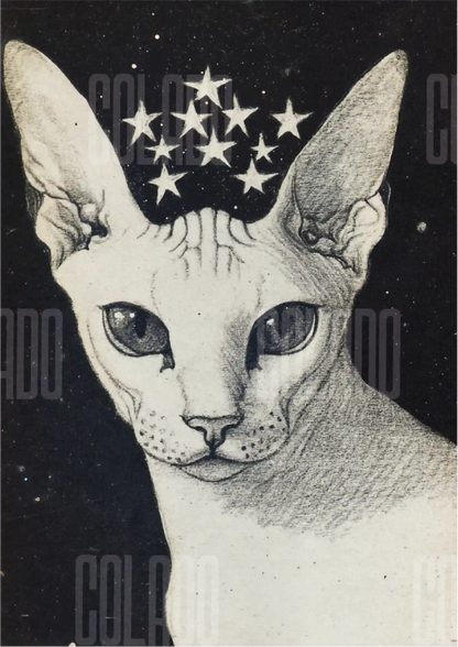 Kit Lambe-lambe Pets Gatitos