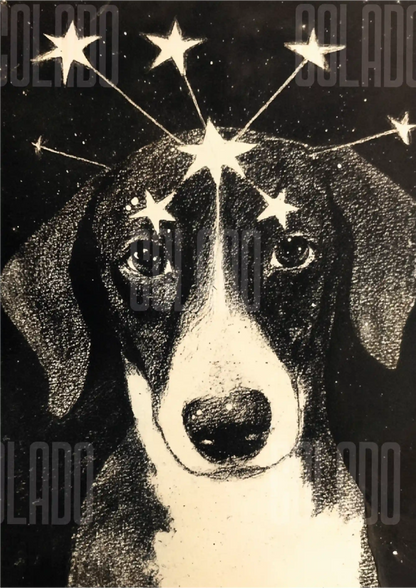 Kit Lambe-lambe Pets