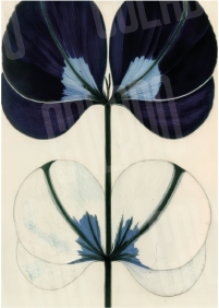 Kit Lambe-lambe Serena Charme