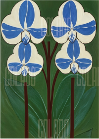 Kit Lambe-lambe Serena Força